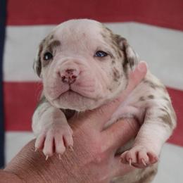 Girl 8 - female Alapaha Blue Blood Bulldog puppy in Grafton, Ohio from Eclipse Alapaha Kennels