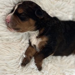 Bernedoodle Puppies from Reeces Pieces Puppies