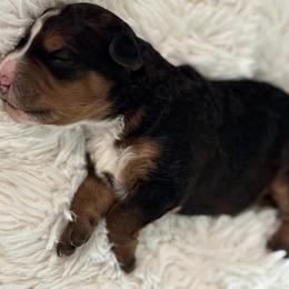Bernedoodle Puppies from Reeces Pieces Puppies