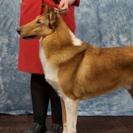 Sam - Collie