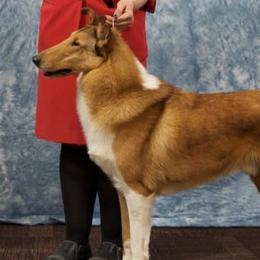 Sam - Collie