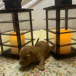 Duffy soft wire hair - Red male Dachshund puppy in Elizabethtown, Kentucky from Teeny Tiny Puppy Tails