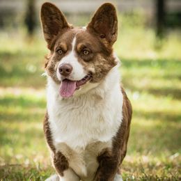 Drax - Cardigan Welsh Corgi