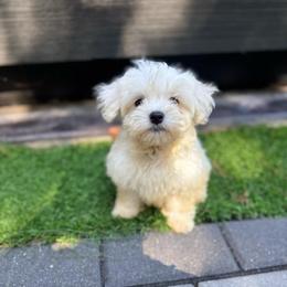 Black - White male Maltese puppy in Massachusetts from Happy Tail Yorkies and Maltese