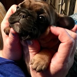 French Bulldog Puppies from Du Bone Frenchies & Pet Services