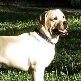 Roamin - Labrador Retriever