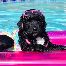 Portuguese Water Dog Puppies from Allegiance Portuguese Water Dogs
