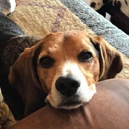Beagles from Milissa's Beagles
