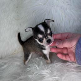 Domino Boy - Black and tan male Chihuahua puppy in Fargo, North Dakota from Wild Prairie Chihuahuas