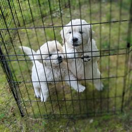 "Cloey's past litter" Australian Shepherd and Golden Retriever Puppies from Edge Farm LLC