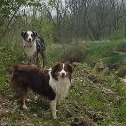 Miniature Australian Shepherds from Wingler Acres Mini Aussies