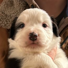 Australian Shepherd Puppies from Cherry City Kennels
