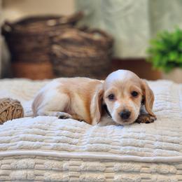 AKC Meet River :) - Piebald male Dachshund puppy in Centerville, Iowa from Barnyard Dachshunds, Dals & Doodles