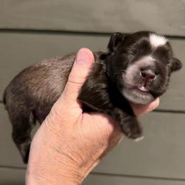 Lincoln - Liver male Miniature Schnauzer puppy in Silver Creek, Mississippi from Mamie’s Minis, LLC