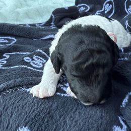 Pink Collar - Phantom female Poodle puppy in Huntsville, Alabama from Flint River Poodles