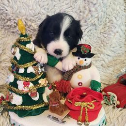 Pepper - Black and white female Border Collie puppy in Morgan, Texas from Shooting Star Ranch