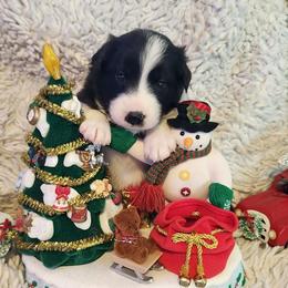 Pepper - Black and white female Border Collie puppy in Morgan, Texas from Shooting Star Ranch