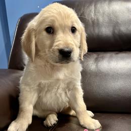 Golden Retriever Puppies from Renko Kennel