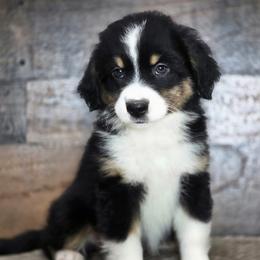 Pecan - Black tri female Miniature Australian Shepherd puppy in Killen, Alabama from Wilkers Wholehearted Mini Aussies