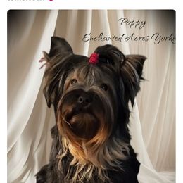 Poppy - Yorkshire Terrier