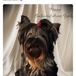 Poppy - Yorkshire Terrier