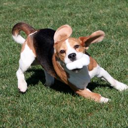 Beagle All Grown Up from Barrister Beagles