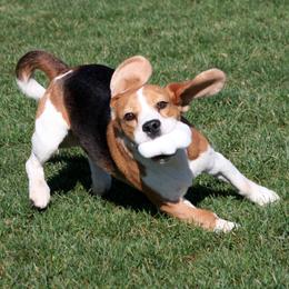 Beagle All Grown Up from Barrister Beagles