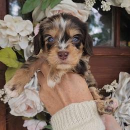 Alice - Merle female Cavapoo puppy in Dothan, Alabama from Farquharson's Poodles&Doodles