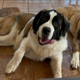 Kiki - White and brown female Saint Bernard puppy in Kinsman, Ohio from Coleman Saint Bernards of Ohio