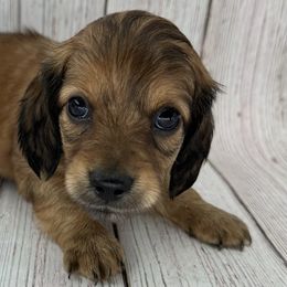 Dachshunds from jennelle johnson