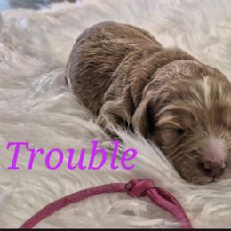 TROUBLE - Caramel female Labradoodle puppy in Sussex, Wisconsin from Dancing Doodles