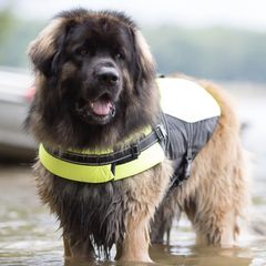 Leonbergers from Water’s Edge Leonbergers