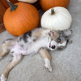 Miniature Australian Shepherd Puppies from Wild Outlaw Aussies