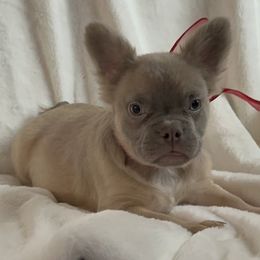 Tiny - Liver French Bulldog puppy in San Francisco, California from Bossalini French Bulldogs