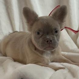 Tiny - Liver French Bulldog puppy in San Francisco, California from Bossalini French Bulldogs