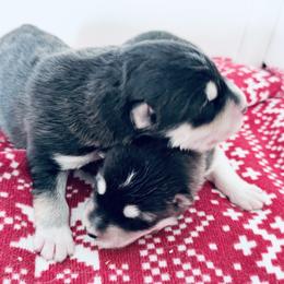Boy 2 - male Alaskan Malamute puppy in Incline Village (Tahoe), Nevada from Snowlion Alaskan Malamutes – High Sierra – Near Lake Tahoe