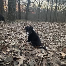 Rue - Black and white female Border Collie puppy in Jonesboro, Arkansas from Hampton Border Collies