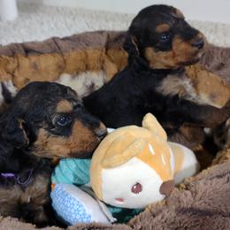 Three - Black and tan male Airedale Terrier puppy in Virginia from JOVAL Kennel