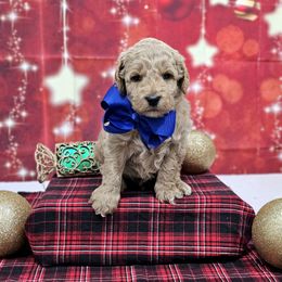 Sophie's Blue Boy - Apricot male Goldendoodle puppy in Kountze, Texas from Texas Doodles LLC