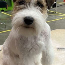 Russell Terriers from White River Kennel