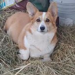 Ruby - Pembroke Welsh Corgi