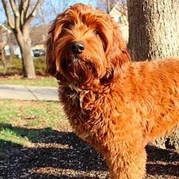Ronja - Australian Labradoodle
