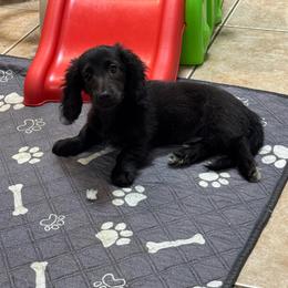 Lily Colette - Dachshund
