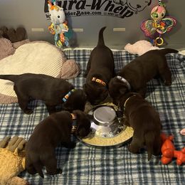 Labrador Retriever Puppies from Rustic Ridge Labradors