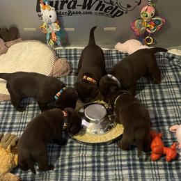 Labrador Retriever Puppies from Rustic Ridge Labradors