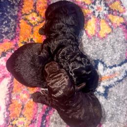 Poodle puppies from Tiny Toy Poodles