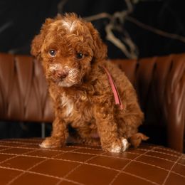Bernedoodle, Cavapoo, Goldendoodle, and Poodle Puppies from Wasatch Pup