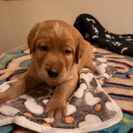 Chestnut - Yellow male Labrador Retriever puppy in North Chesterfield, Virginia from Lake Crystal Farms Labradors