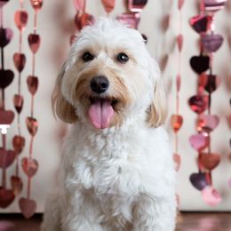 Goldendoodle Puppies from Harpers Goldendoodles on the Hill
