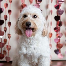 Goldendoodle Puppies from Harpers Goldendoodles on the Hill